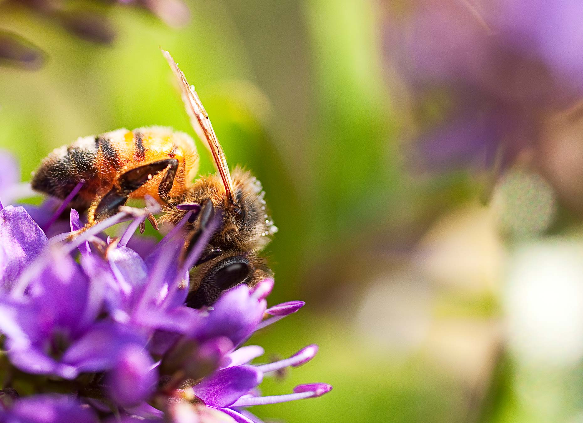 Bee-Photos-Nectar-Lover-2-Laria-Saunders.jpg