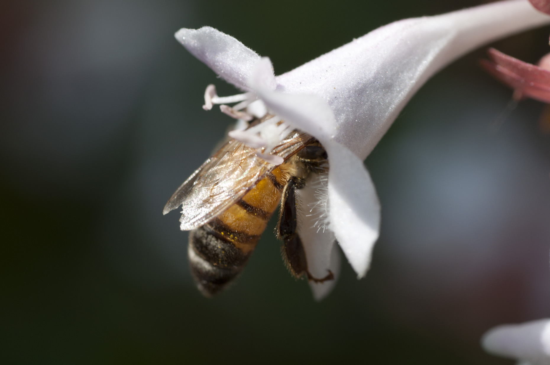 Bee-Photos-Nectar-Lover-Laria-HiWeb-1.jpg