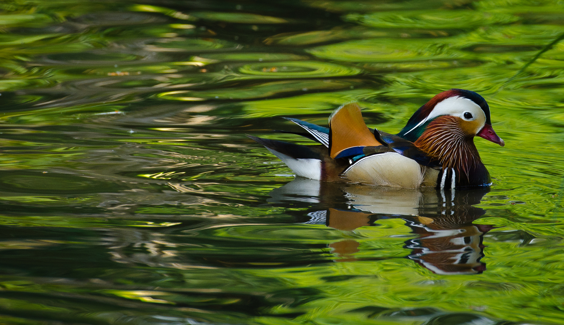 Birds-Duck-Impression-2-Laria-3792.jpg