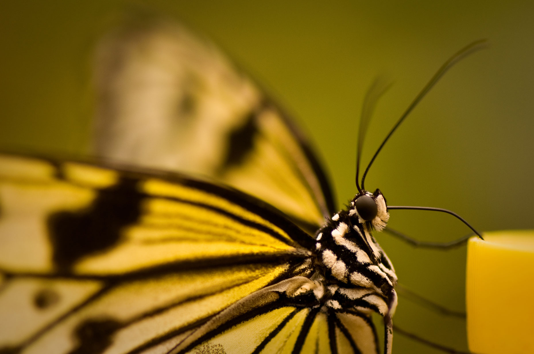 Butterfly-Photos-Precious-Profile-Laria-Saunders.jpg
