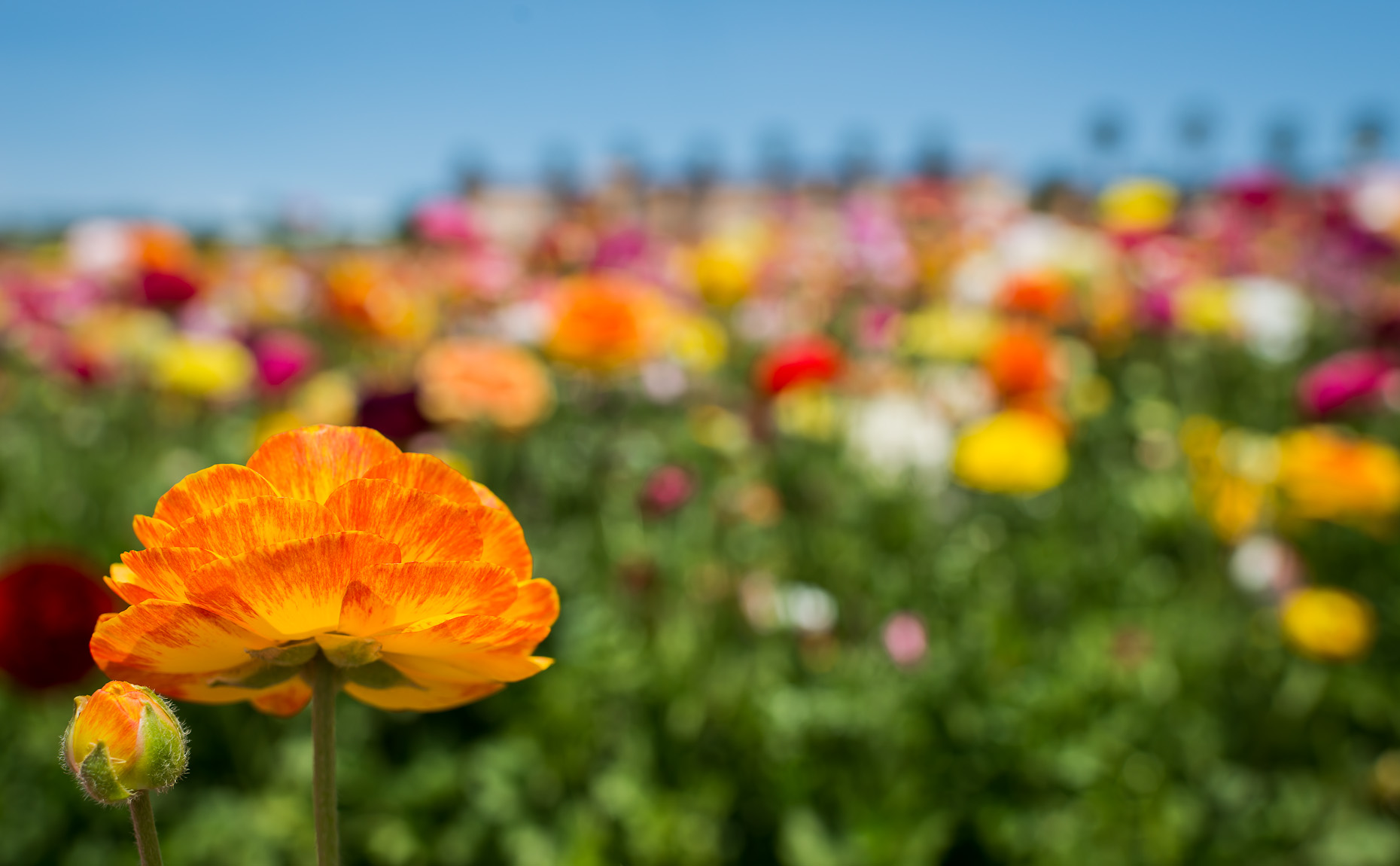 California-Flowers-Sun-Soaked-Laria.jpg
