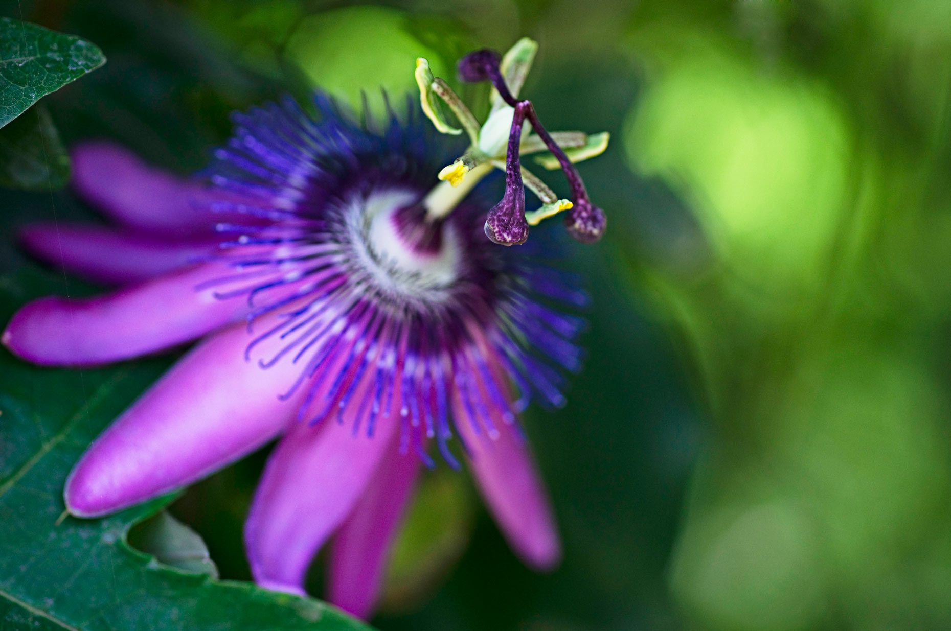 Flower-Photos-Purple-Passion-Laria-Saunders.jpg