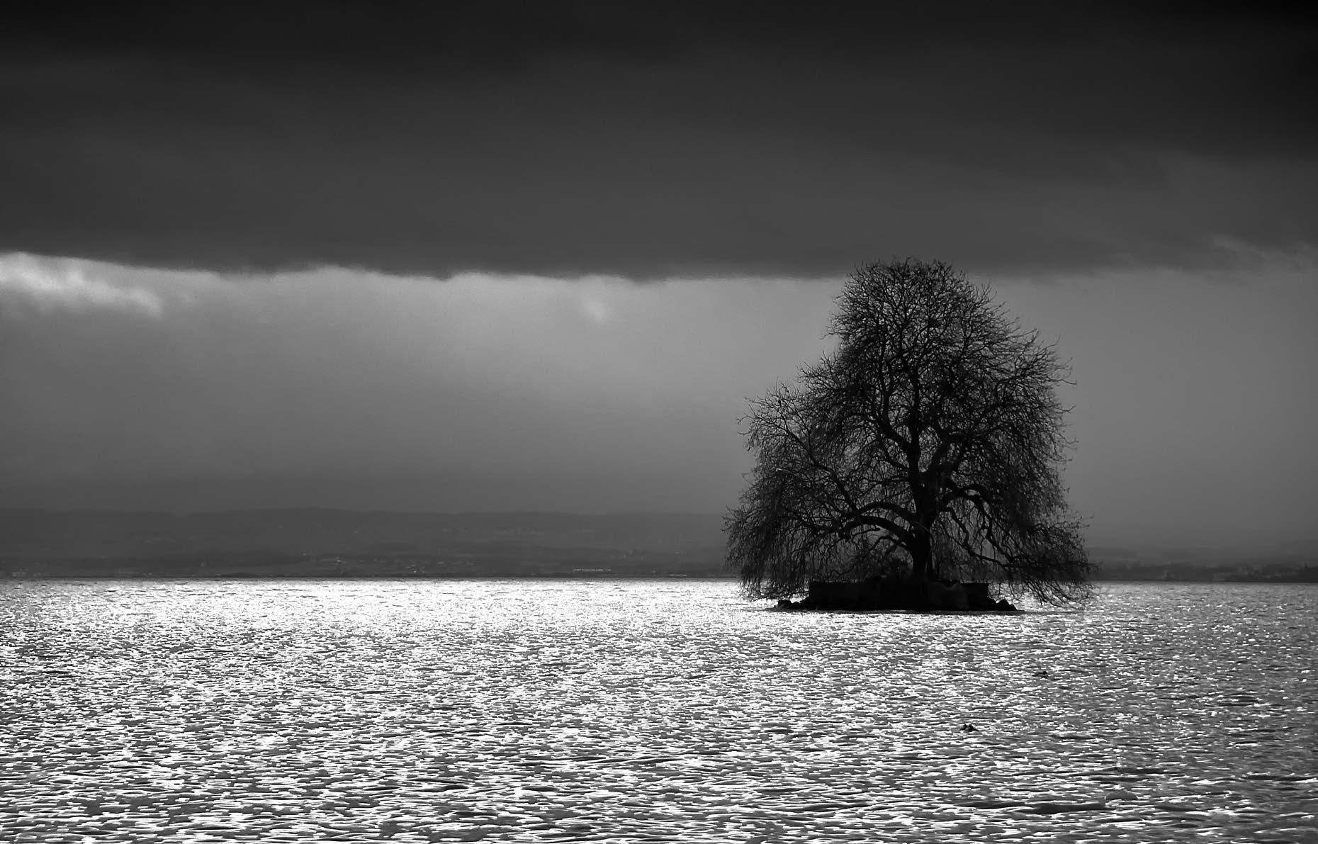 Switzerland-Photos-Tree-of-Hope-Laria-Saunders.jpg