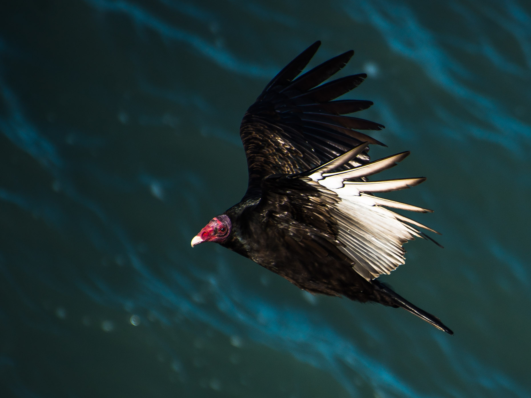 Turkey-Vulture-Mendocino-Laria-HiWeb-4976.jpg